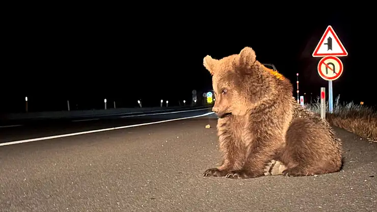 Bitkin halde bulunan bozayı yavrusu ekipleri harekete geçirdi
