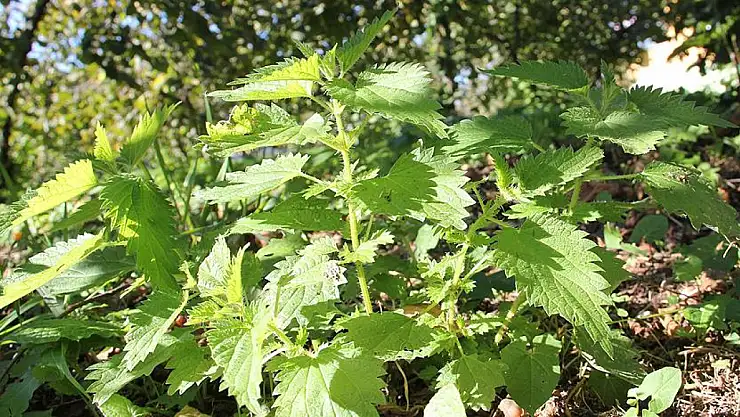 Bitkisine dokunmak mümkün değil, ancak çayı çok faydalı