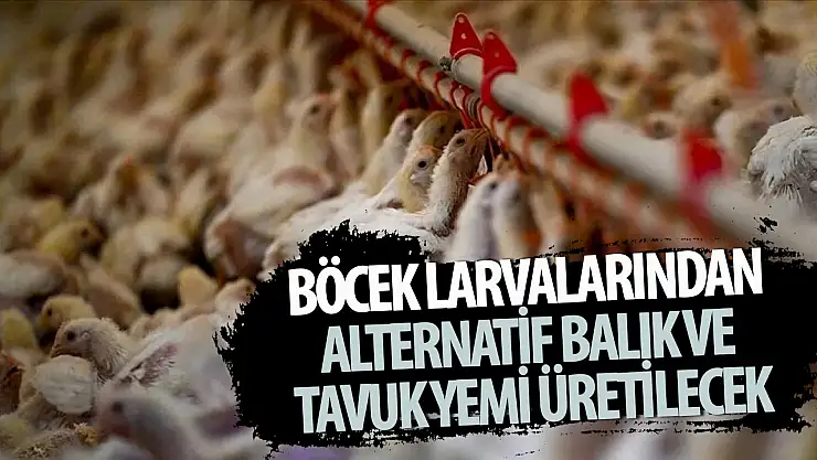 Böcek larvalarından alternatif balık ve tavuk yemi üretilecek!