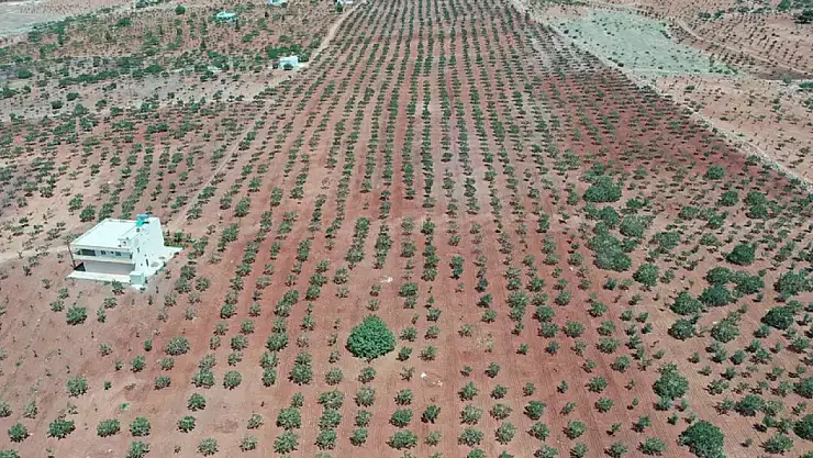 Boz Antep Fıstığında Rekolte Düşük Ama Fiyatlar Üreticiyi Sevindirdi
