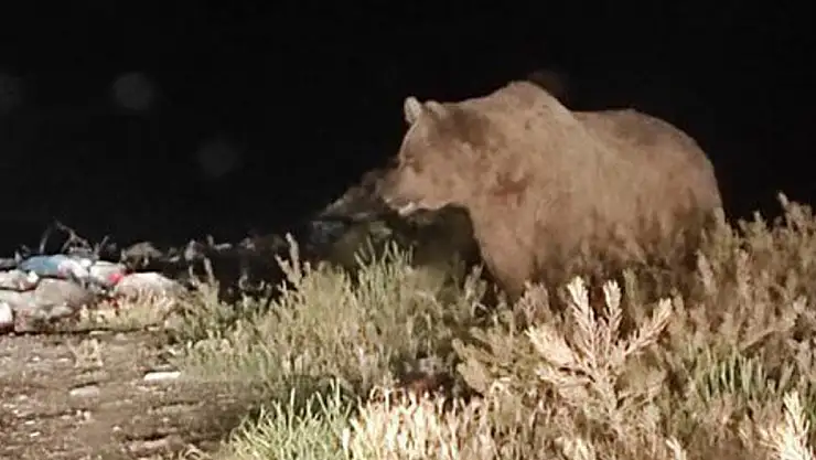 Boz ayı şehre indi