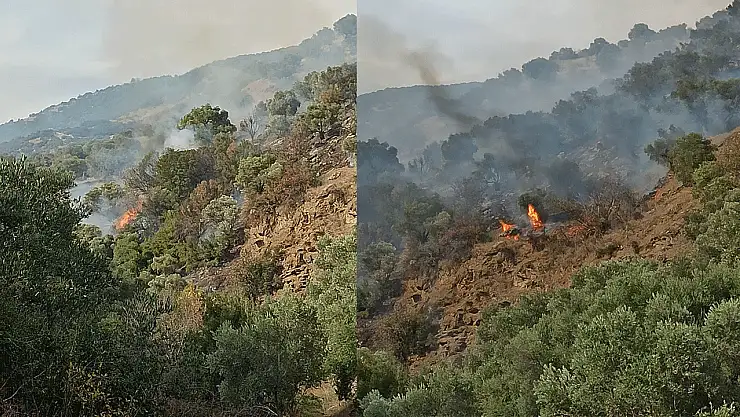 Bozdoğan'da orman yangını: Ekipler seferber oldu