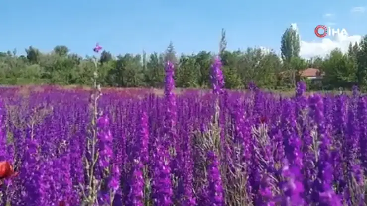 Bozkır'ın renkli tarlaları ziyaretçilerini büyülüyor