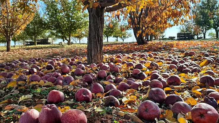 Bozkır'da elma mesaisi sürüyor