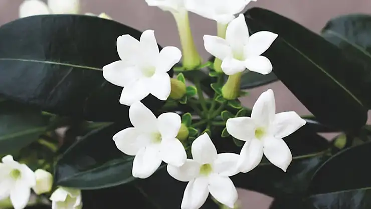 Bu bitkiyle evinizde klima etkisi yaratabilirsiniz!