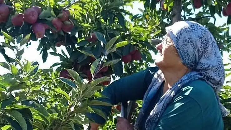 Bu lezzetin tadına doyulmaz! Konya'da rekor hasat