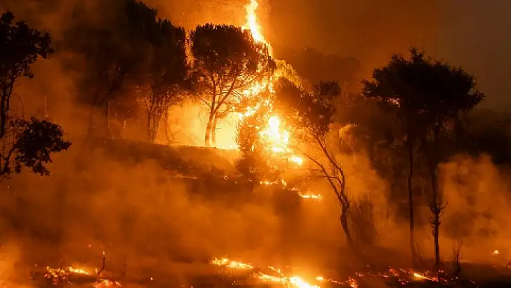 Bursa'daki orman yangıyla ilgili bir kişi yakalandı!