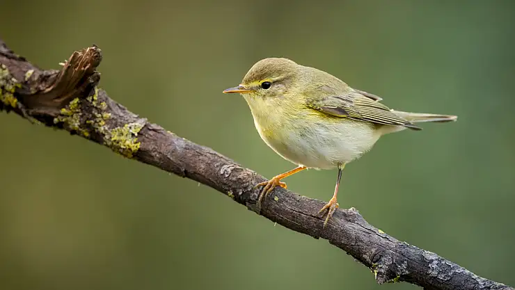 Bursa'nın incisi Uluabat Gölü, binlerce kuşa ev sahipliği yapıyor