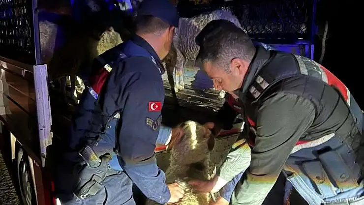 Çalındığı sanılan koyunları jandarma buldu