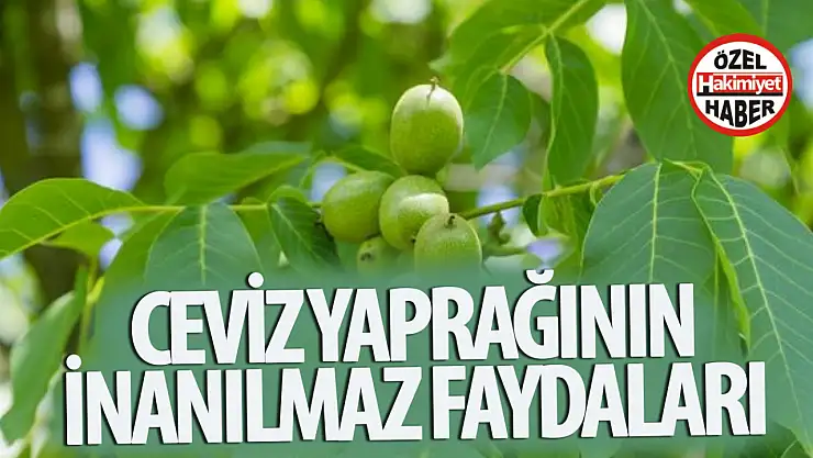 Ceviz yaprağını daha önce böyle denediniz mi? Yeni bir gençlik iksiri!