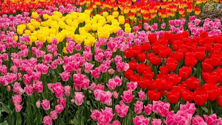 Çiçek Renklerinin Anlamları: Doğanın Dilini Çözmenin Yolu