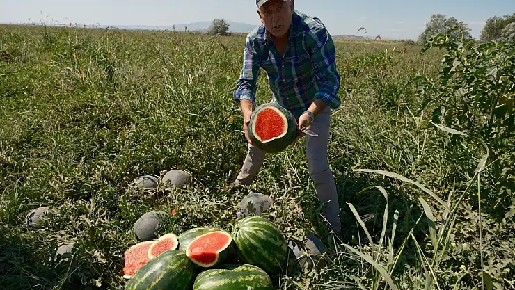Çiftçi isyan etti: 'Konyalı firma yüzünden 20 milyon TL zarar ettim'