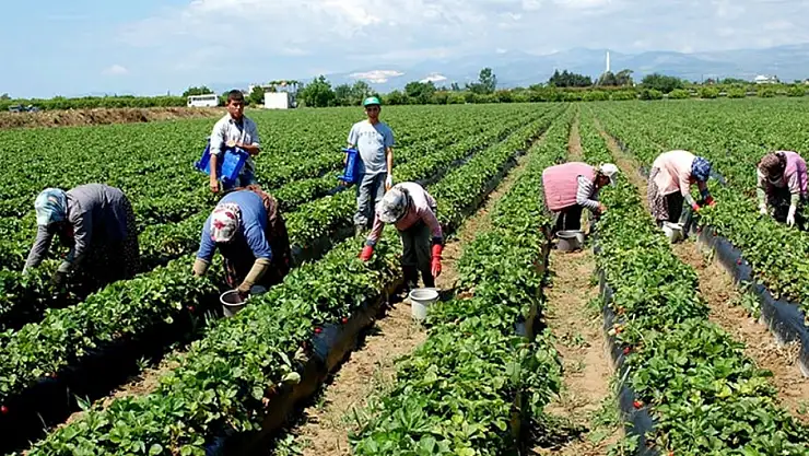 Çiftçiler için müjdeli haber geldi: Hesaplarınızı kontrol etmeyi unutmayın!