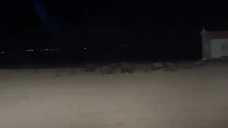 Çiftçilerden yetkililere çağrı: Konya'da domuz alarmı!