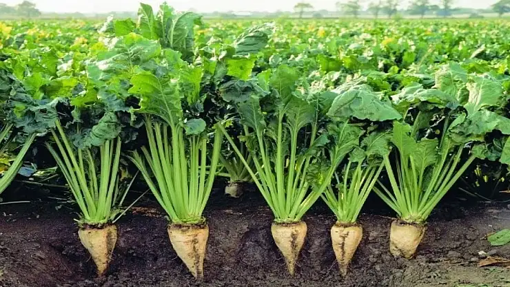 Çiftçilerin dört gözle beklediği haber geldi! İşte 2025-2026 şeker pancarı fiyatları...