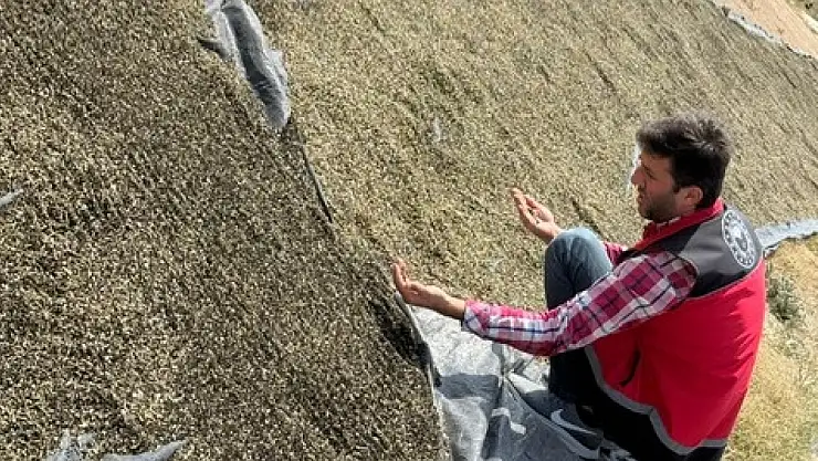 Çiftçiye yeni gelir kaynağı! Konya'da hasadı yapıldı...
