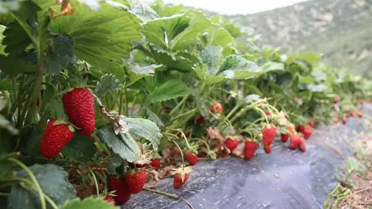 Çilek üreticilerine fide ve malzeme desteği verildi
