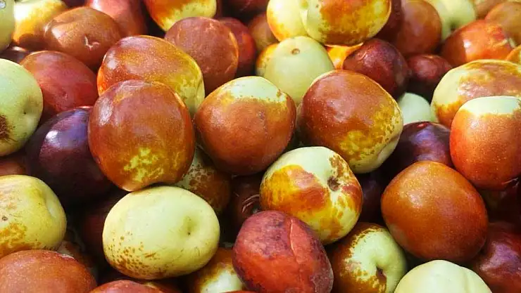 Çin hurması olarak bilinen bu meyve şifa kaynağı! Günde 2-3 kilogram tüketen var!