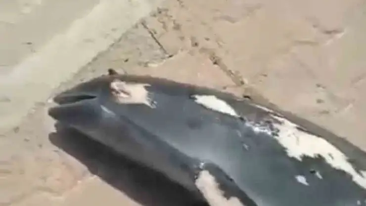 Çocuklar ölü yunus balığı buldu