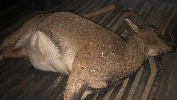 Dağ keçisi avına 694 bin lira ceza