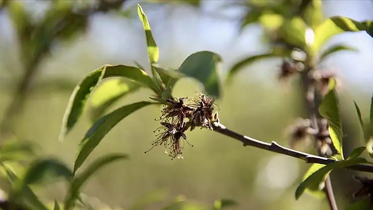 Dev destek geldi! Zirai don mağduru üreticilere 1,7 milyar lira ödeme!