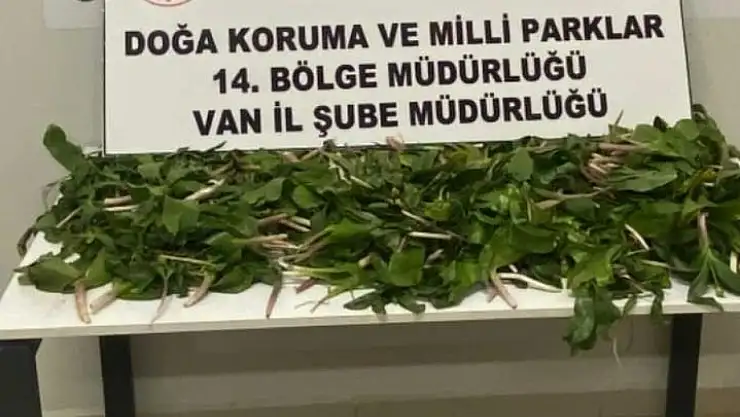 Dev soğan bitkisi kaçırmanın cezası ağır oldu!