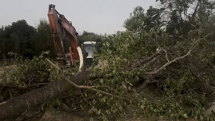 Devrilen ağacın altında kalıp can verdi