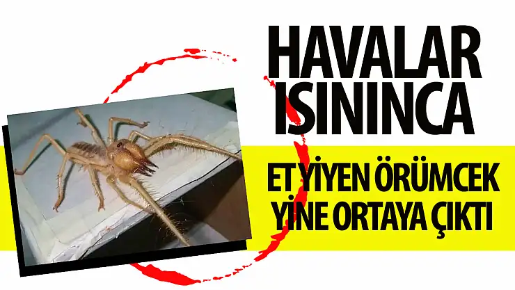 Dikkat et yiyen böcek sıcaklarla geri döndü