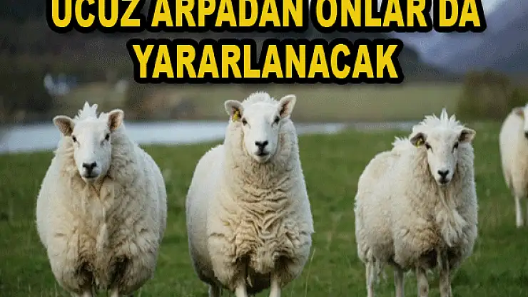Dişi hayvanlar da yararlanacak