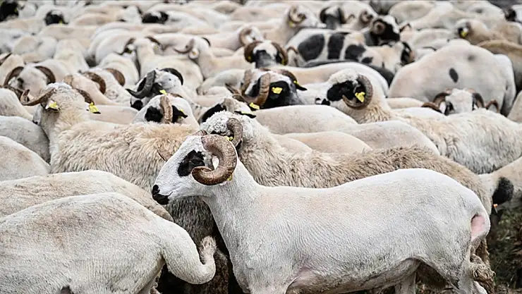 Diyanet'ten uyarı geldi