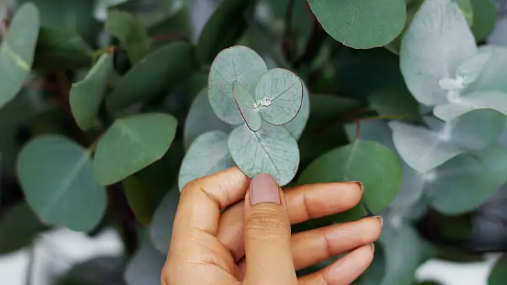 Doğal Şifa Arayanlar İçin: Okaliptüsün Eşsiz Faydaları