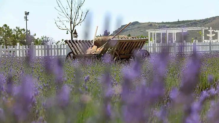 Doğanın kalbinde renkli başlangıç: Meram Lavanta Bahçesi ziyarete açıldı