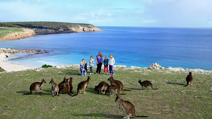 Doğanın ve maceranın buluştuğu yer: Kangaroo adası