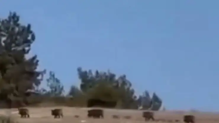 Domuz sürüsü paniğe yol açtı