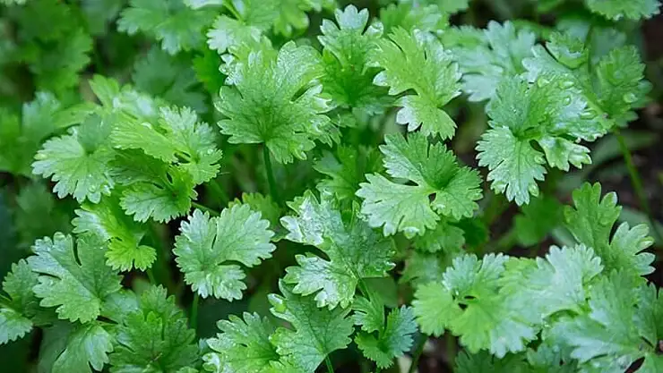 Dünya üzerindeki kişniş talebi artıyor