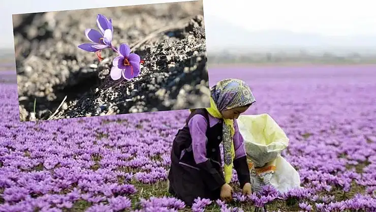 Duyan akın akın Safranbolu'ya gidiyor! Kilosu tam 250 bin TL... 40 günde 70 bin kişi gitti 