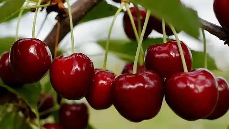 Duyunca şok olacaksınız: Kirazın bitmek bilmeyen faydaları!