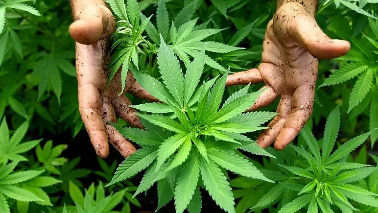 Eczanelerde yeni dönem başlıyor: Tıbbi kenevir yasalaştı! Tıbbi kenevir nedir, kimler kullanabilecek, nereden satın alınacak?