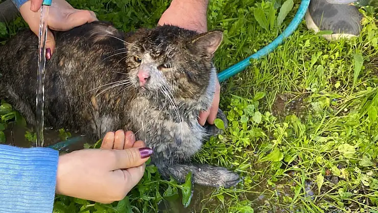 Ekipler yanan evden 2 kediyi kurtardı