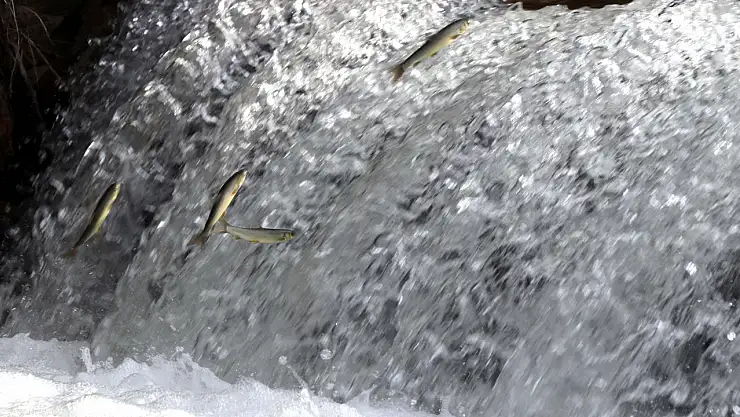 Elazığ'ın siraz balıkları üreme yolculuğuna bol yağışlarla hazır
