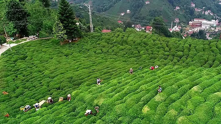 En Çok Tercih Edilen Çay Markasından Yeni Zam Açıklaması