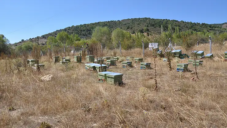 Engeline rağmen arıcılıkla hayaline ulaştı