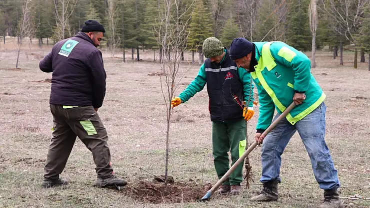 Ereğli'de fidan dikimi