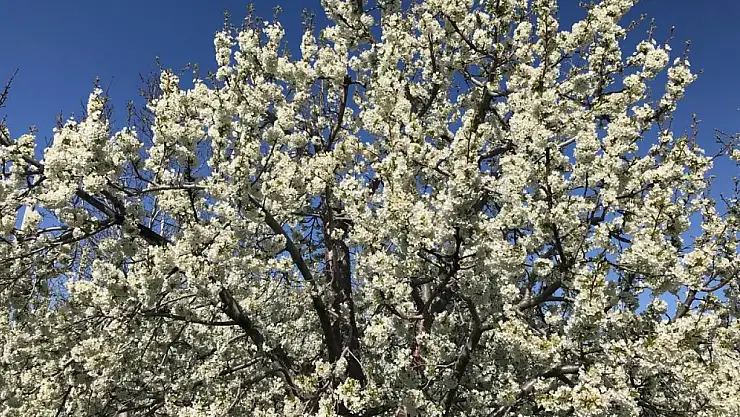 Ereğli'de kiraz bahçeleri beyaza büründü