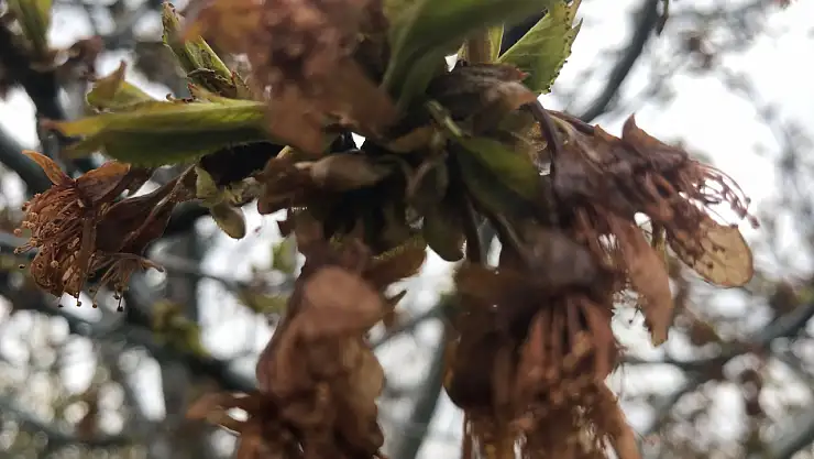 Ereğli'de kiraz bahçelerini 'don' vurdu
