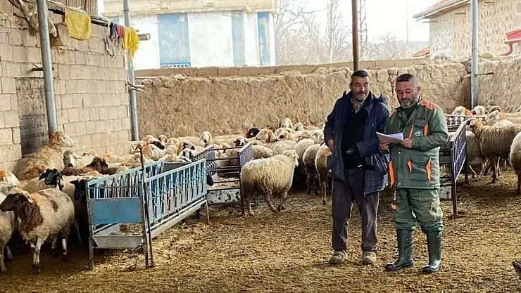 Ereğli'de küçükbaş hayvanlara şap aşısı