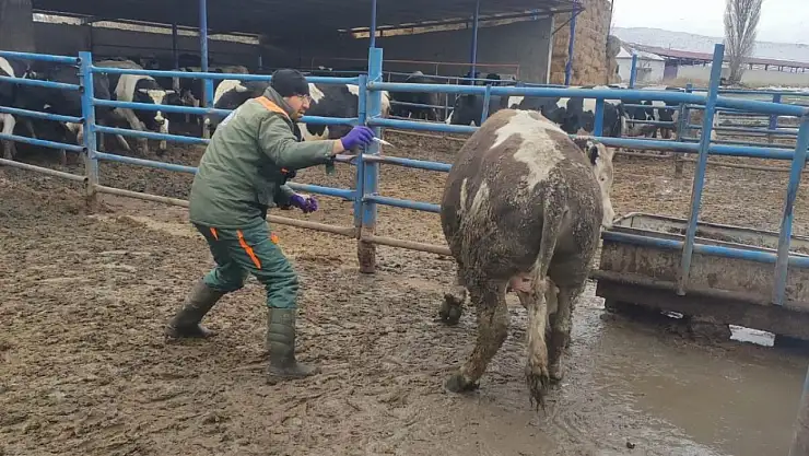 Ereğli'de veteriner ekipleri sahada: Şap aşısı uygulaması sürüyor
