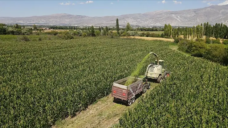 Erzincan'da silajlık mısır üretimi hayvancılığı güçlendiriyor