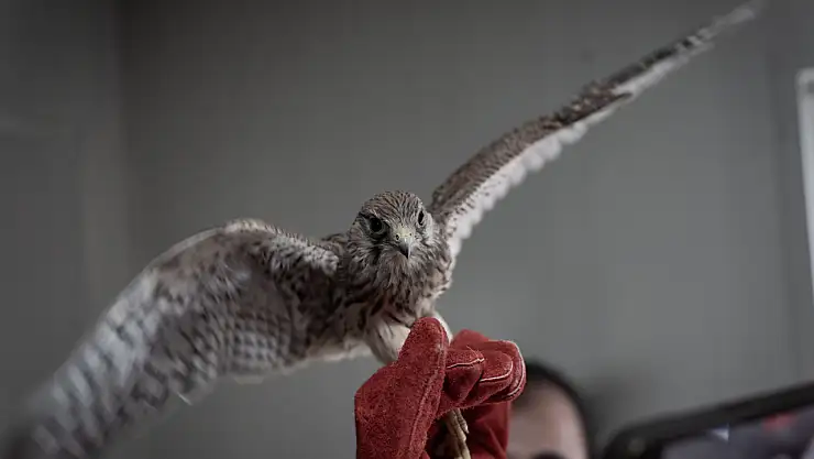 Erzurum'da koruma altına alınan yaralı kerkenez kuşlarına ilgi artıyor