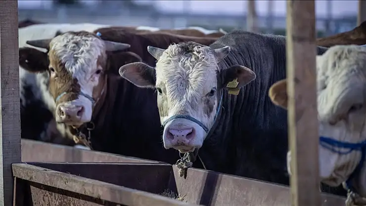 Et ve Süt Kurumu, kurban pazarlarında satılamayan hayvanları satın alacak